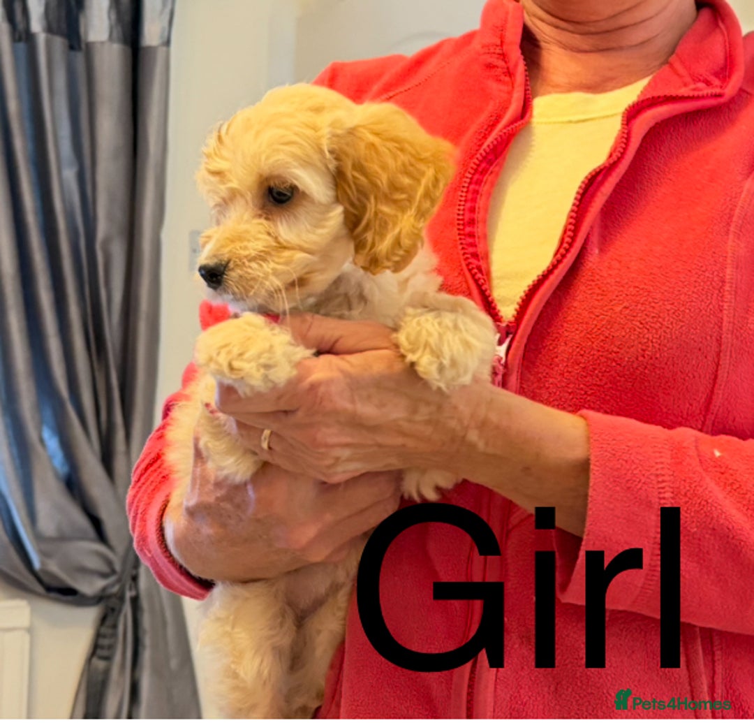 Cockapoo dogs for sale:  F1 Cockapoo puppies - Image 4