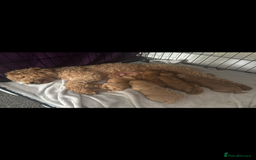 Poochon dogs for sale: Gorgeous litter of F1BB Poochons  - Image 14