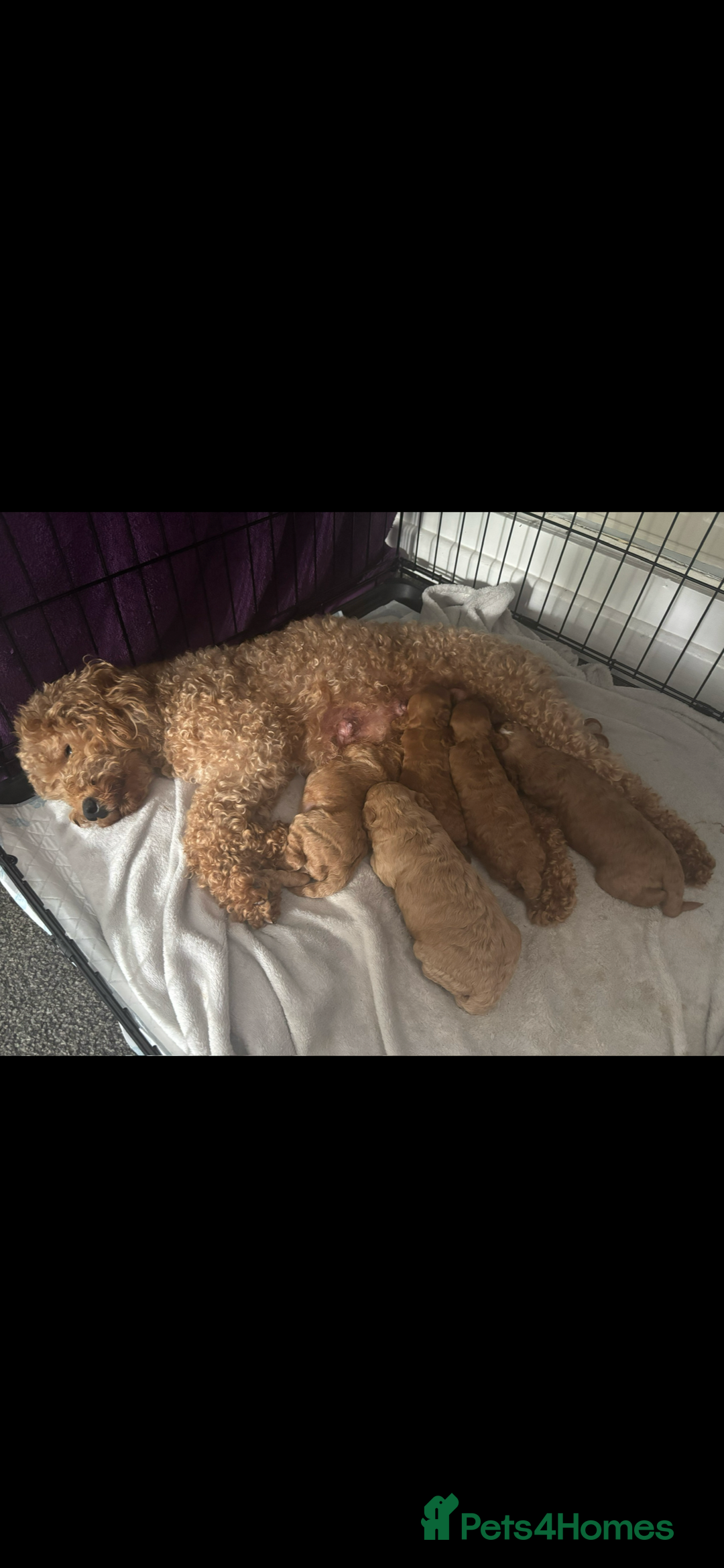Poochon dogs for sale: Gorgeous litter of F1BB Poochons  - Image 14