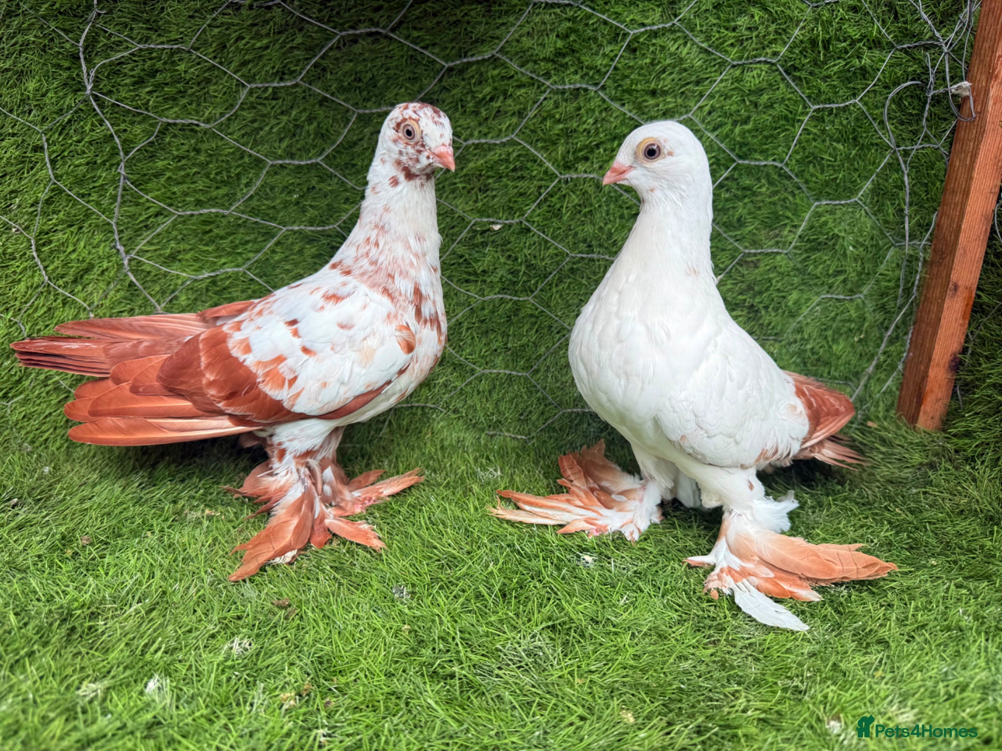 Pigeons birds Beautiful Vaccinated Breeding Pigeons ready to go - Advert 2