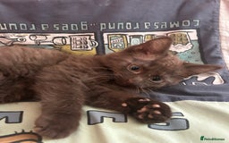 Mixed Breed cats for sale: 5 Beautiful, Fluffy Kittens For Sale! - Image 17