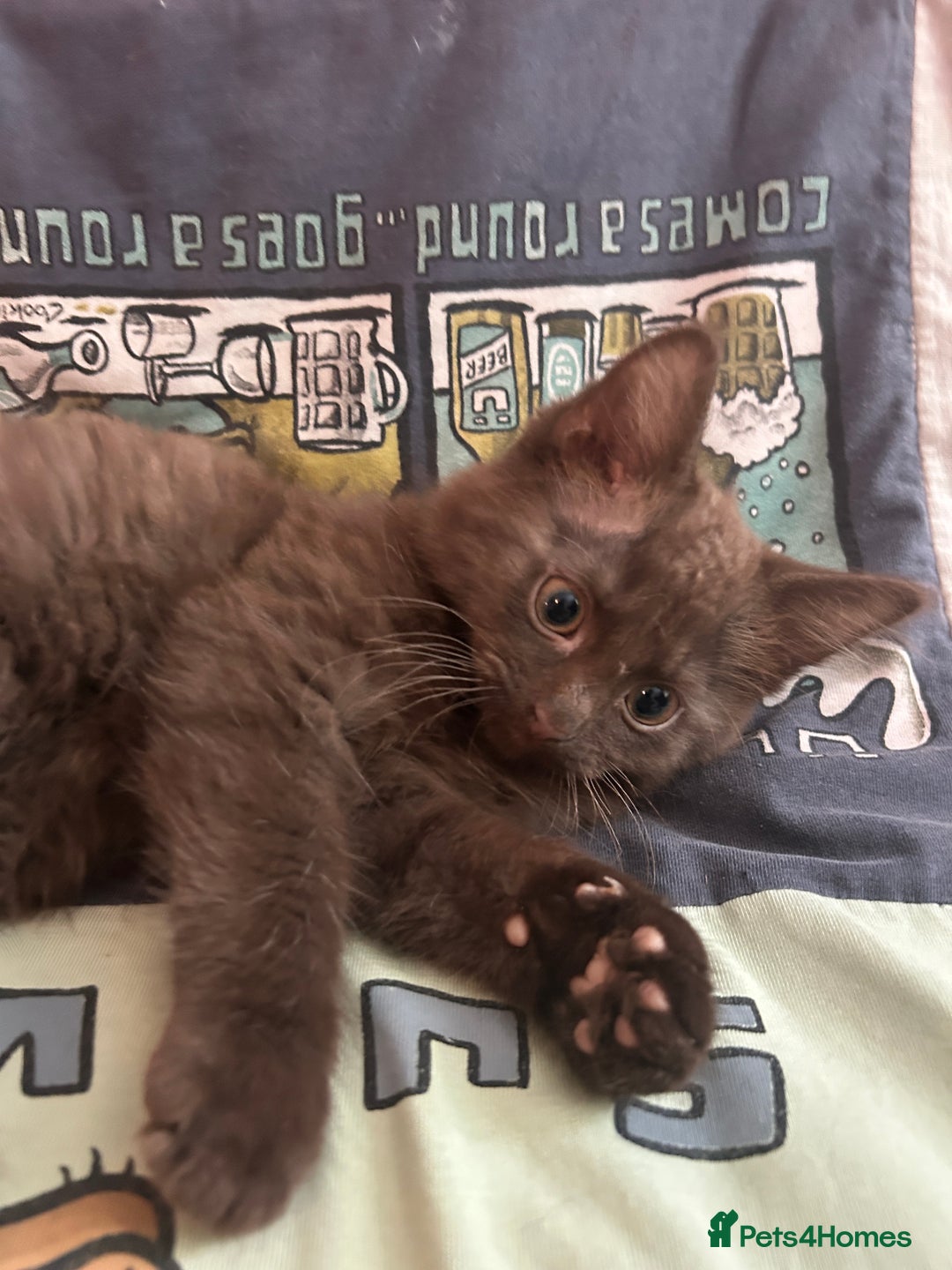 Mixed Breed cats for sale: 5 Beautiful, Fluffy Kittens For Sale! - Image 17
