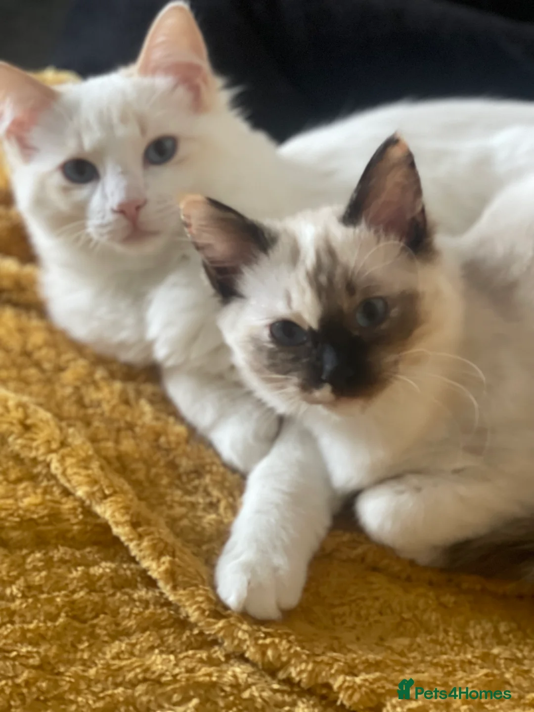 Ragdoll cats for sale: GCCF registered Ragdoll kittens purebred pedigree  - Advert 8