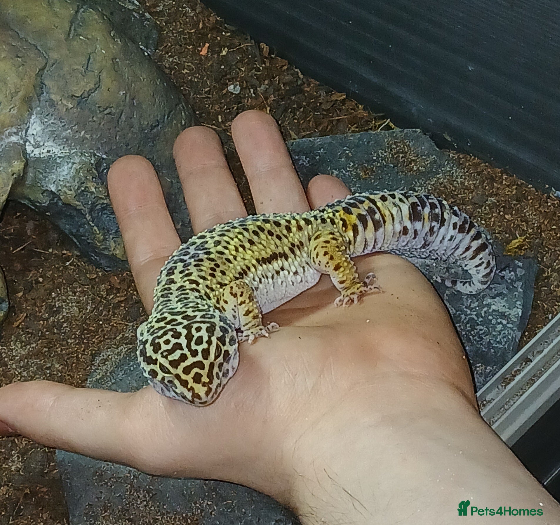 Leopard Gecko reptiles Leopard Gecko and African Fat tail Gecko  - Advert 1