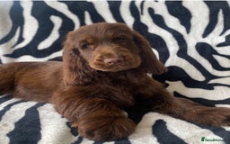 Cocker Spaniel dogs for stud: TRUE TO TYPE- Chocolate & Tan Show Cocker Spaniel in Holywell - Image 22
