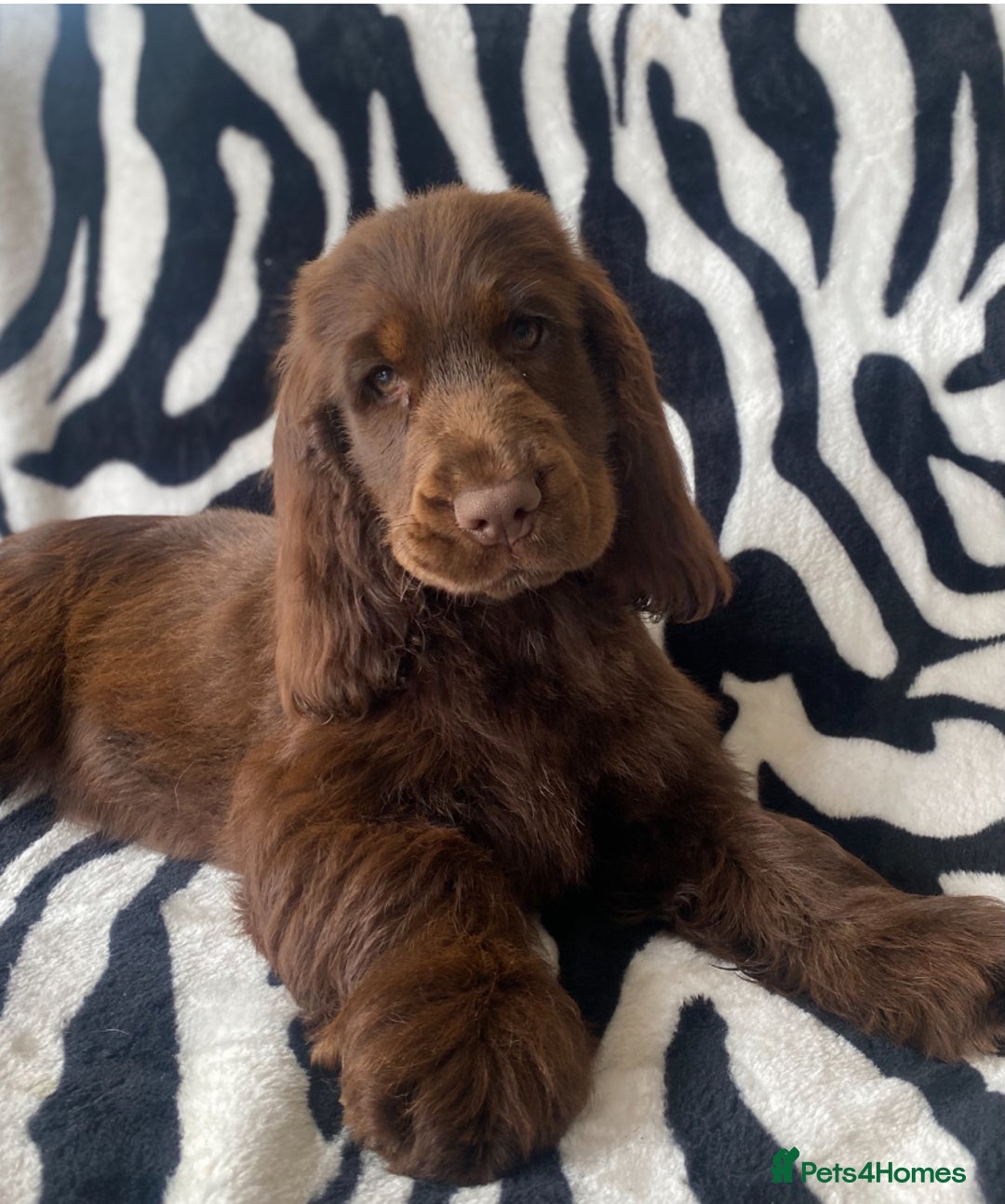 Cocker Spaniel dogs for stud: TRUE TO TYPE- Chocolate & Tan Show Cocker Spaniel in Holywell - Image 22
