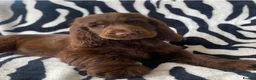 Cocker Spaniel dogs for stud: TRUE TO TYPE- Chocolate & Tan Show Cocker Spaniel in Holywell - Advert 22