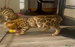 Bengal cats for sale: Stunning 5 Generations Pedigree kittens in London - Image 7