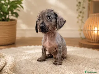 Mixed Breed dogs Miniature Dachshund cross puppies - Advert 2