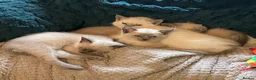 Oriental cats for sale: 7 RAGDOLL/SIAMESE KITTENS  - Advert 32