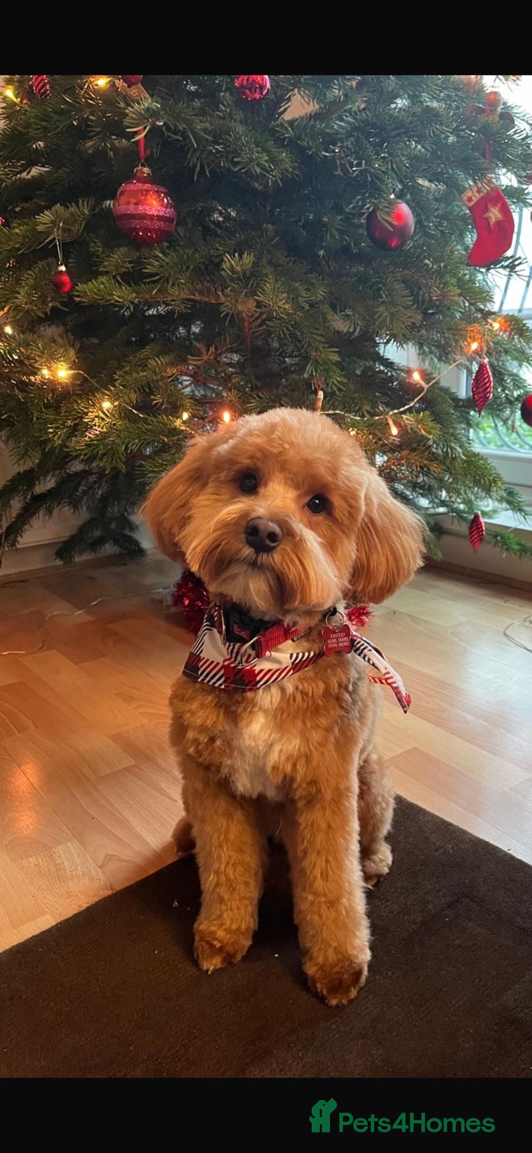 Schnoodle dogs for sale: American Toy Schnoodle Puppies *READY TO GO* - Advert 28