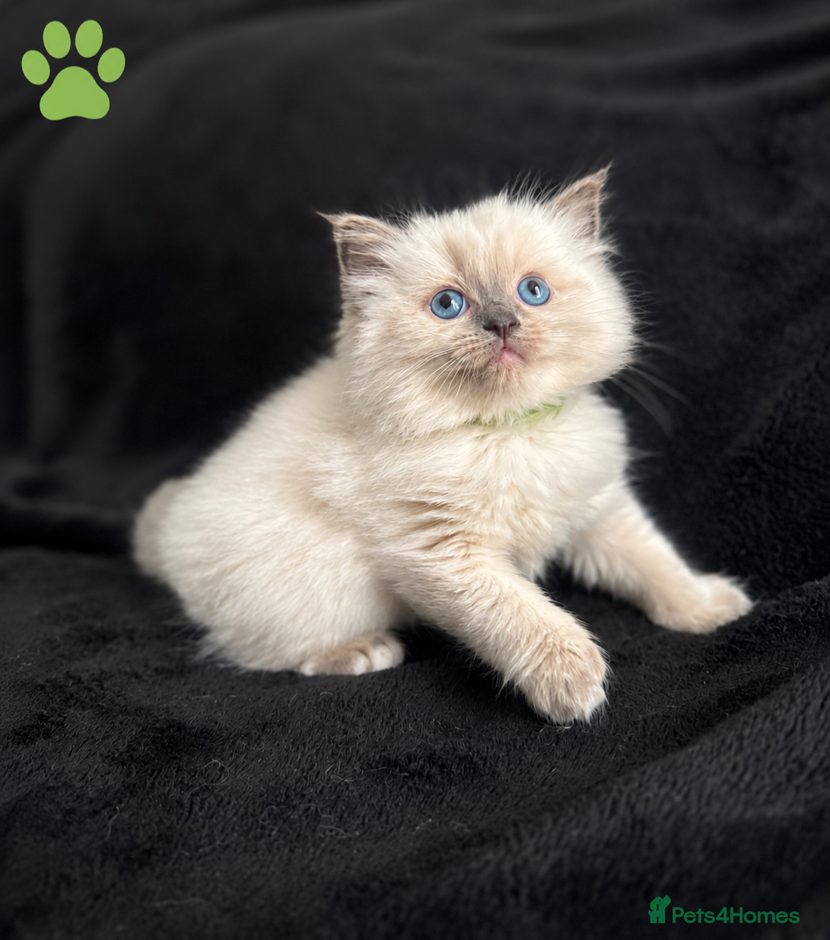 Ragdoll cats Blue Point Mitted Ragdoll Kittens  - Advert 2