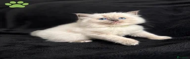 Ragdoll Kitten 4 green