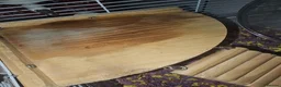Gerbil rodents for sale: 2 female gerbils and cage in Spennymoor - Advert 11