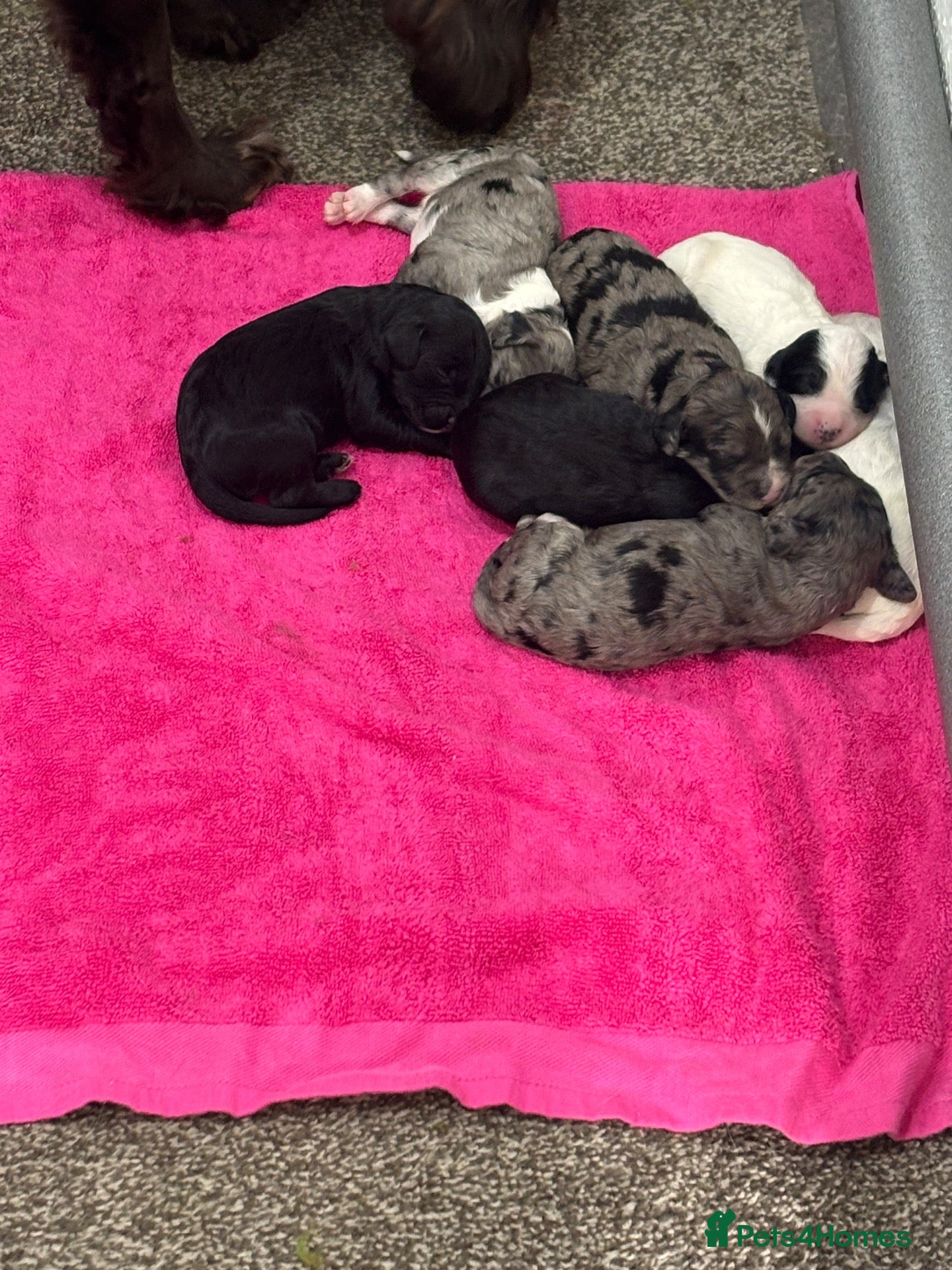 Mixed Breed dogs Sprockerpoo F1b puppies - Advert 6