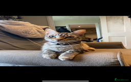 Snowshoe cats for sale: Girl kittens for sale - Image 2