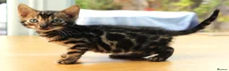 Bengal cats for sale: 3 TICA BENGAL BOYS – BROWN ROSETTED MALES – £850 - Advert 9