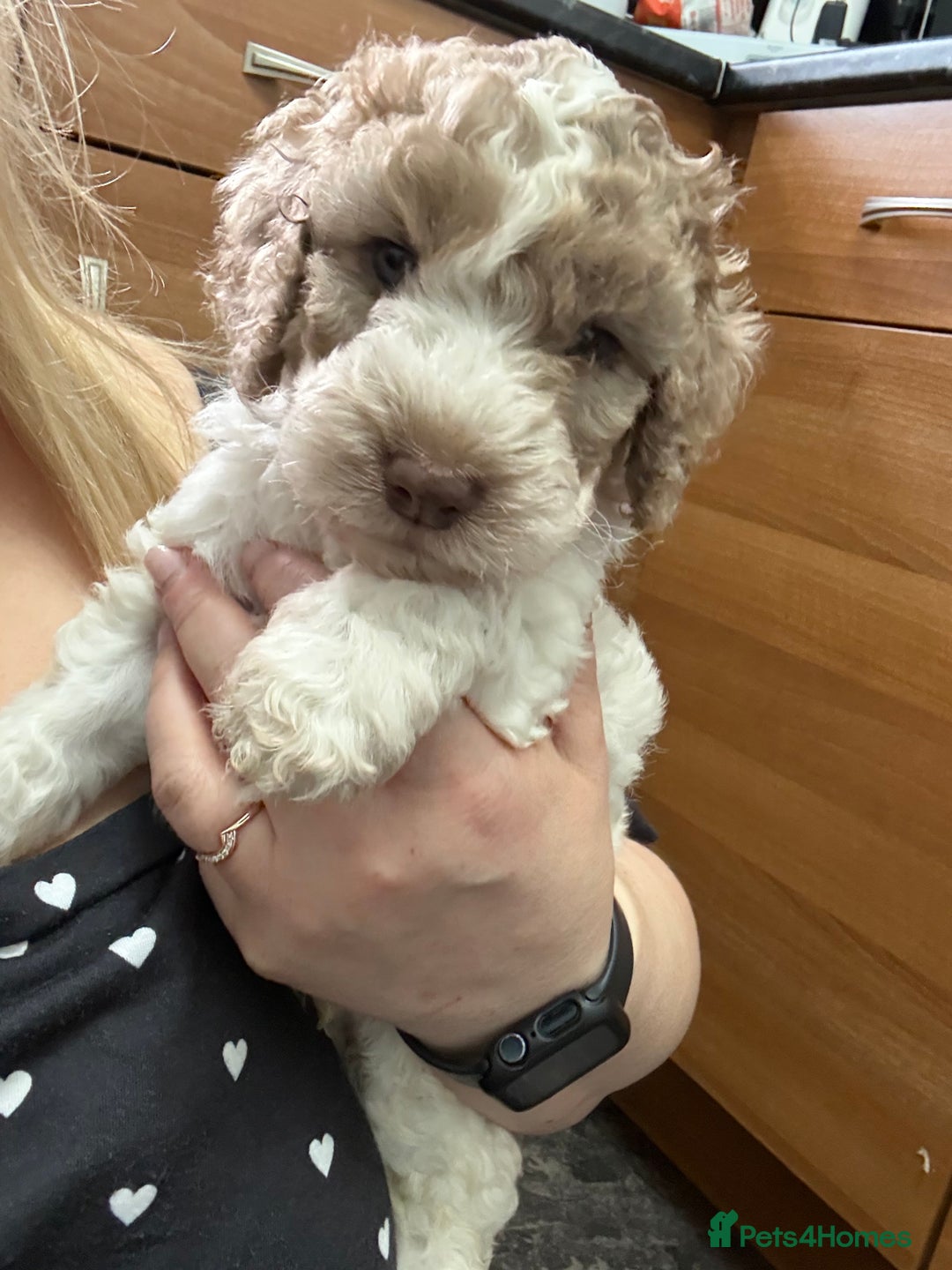 Mixed Breed cats for sale: 11 weeks old cockapoo called Bruce. Ready to go. - Advert 6