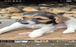 Jack Russell dogs for sale: Jack Russell pups ready now call 07368468393 - Image 3