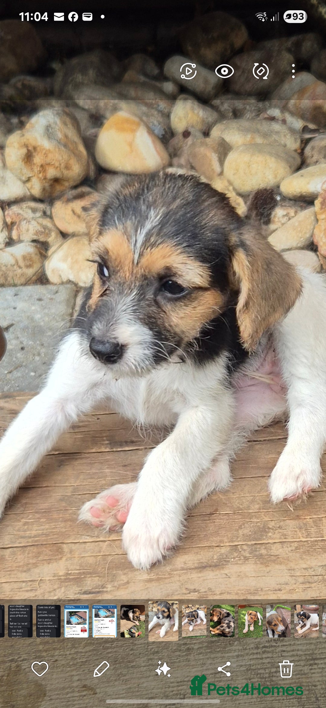 Jack Russell dogs for sale: Jack Russell pups ready now call 07368468393 - Image 3