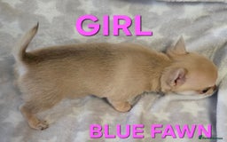 Chihuahua dogs for sale: KC Registered Puppies - Image 8