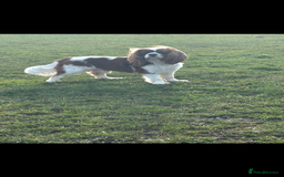 Cavalier King Charles Spaniel dogs for sale: KC CAVALIER KING CHARLES  - Image 16