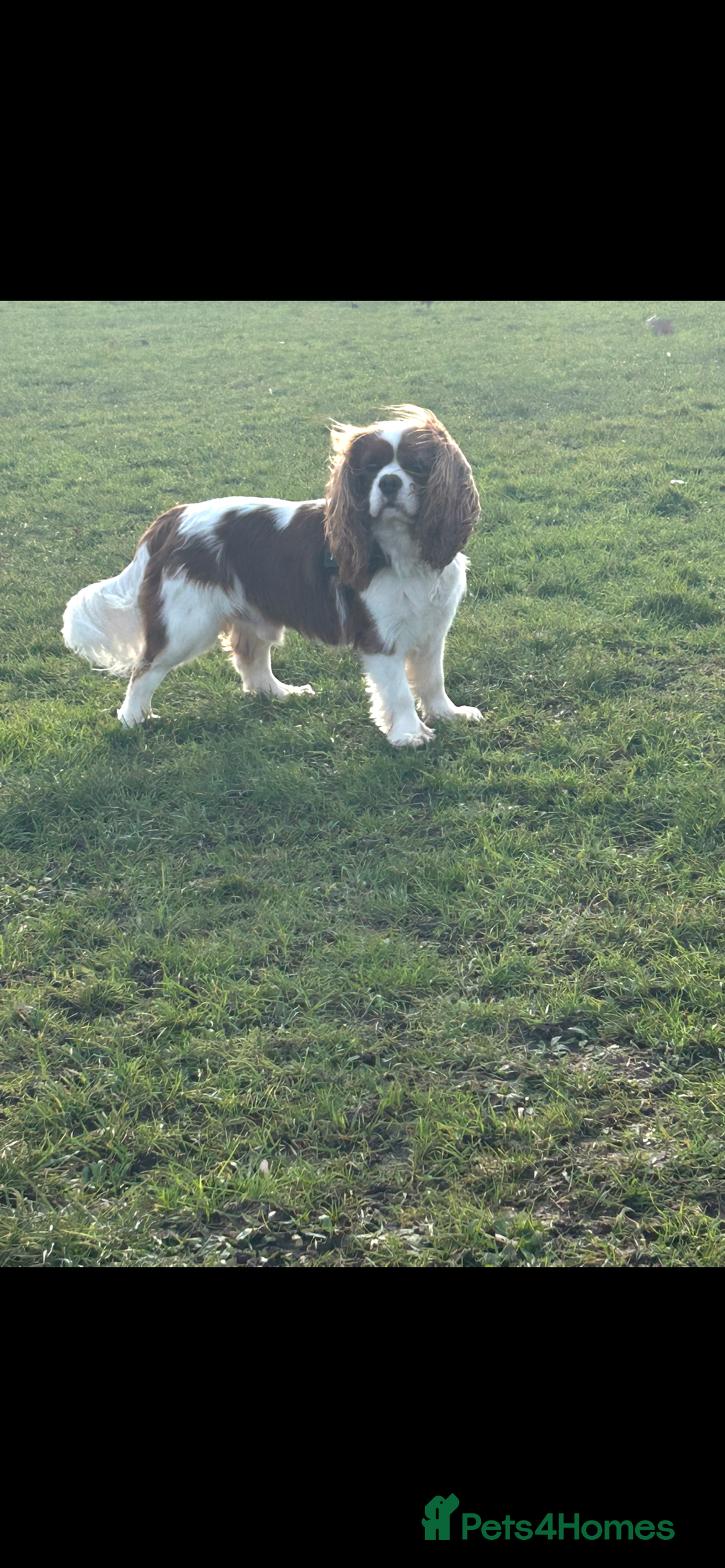 Cavalier King Charles Spaniel dogs for sale: KC CAVALIER KING CHARLES  - Image 16