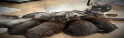 Maine Coon cats for sale: 🐾LAST KITTEN🐾 Polydactyl kittens  - Advert 9