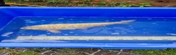 Koi Carp fish for sale: Pond clearance - Advert 22