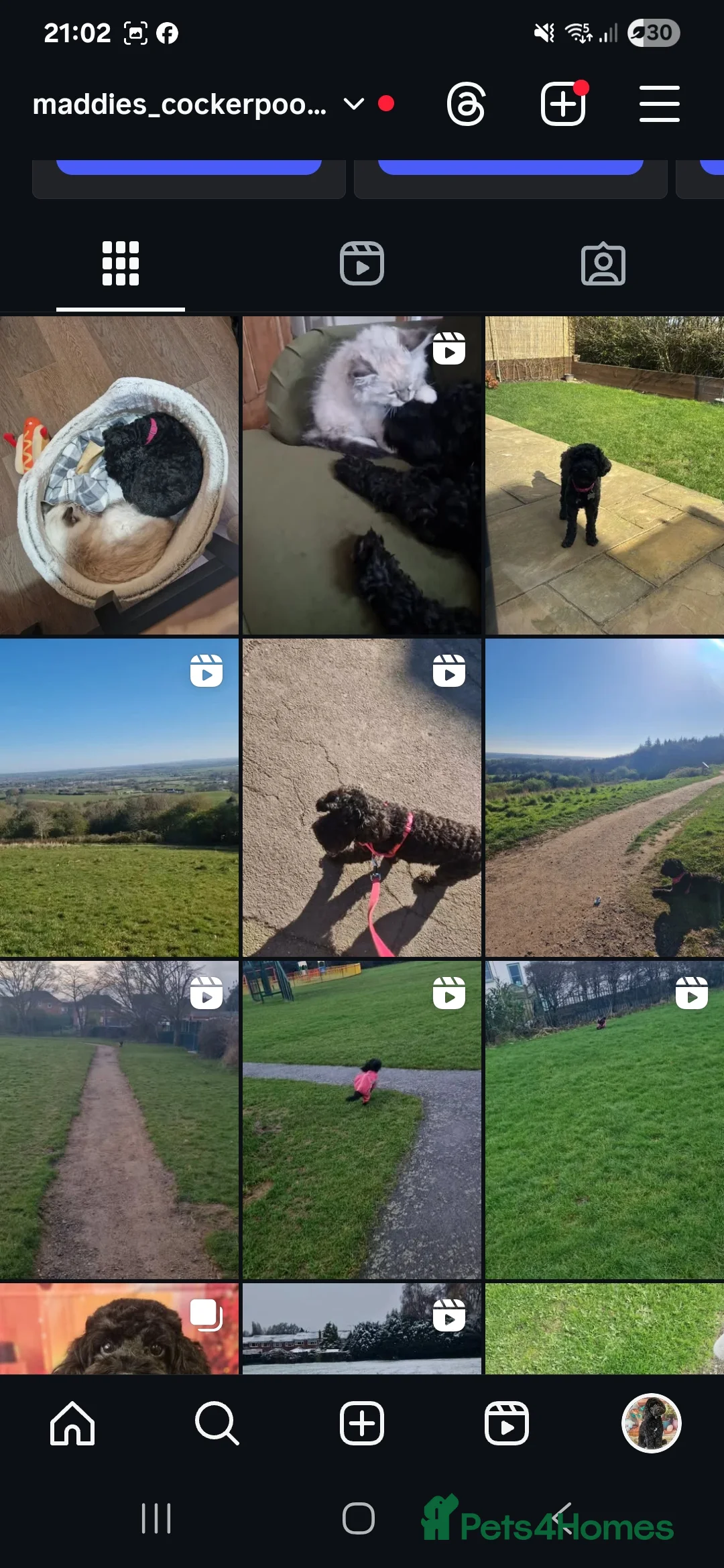 Cockapoo dogs for sale: Minature chocolate brown cockerpoo F1B - Advert 11