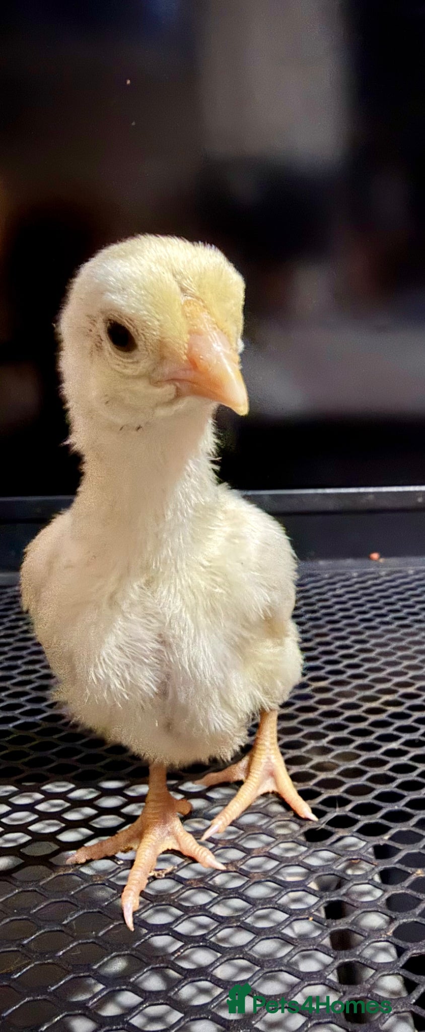 Chickens poultry Ko shamo - Advert 3