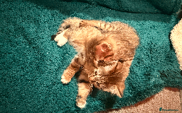 Mixed Breed cats for sale: 2 left - 4wks free insurance -himalayan x bengal - Image 4