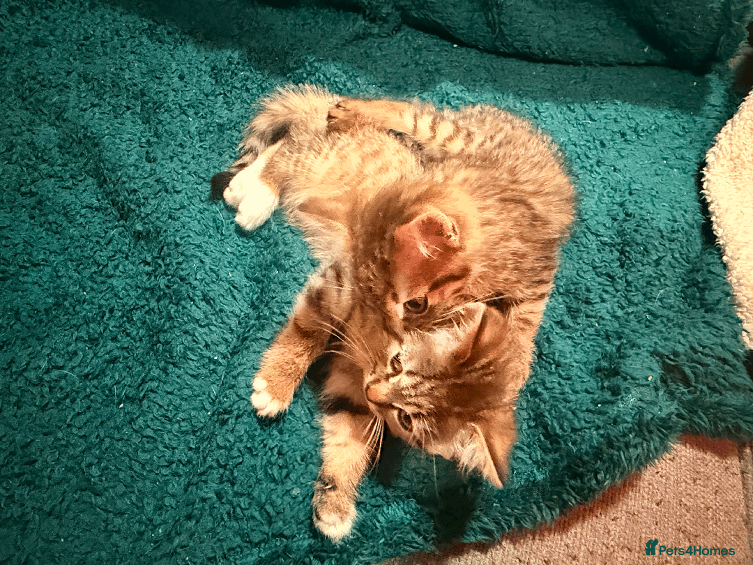 Mixed Breed cats for sale: 2 left - 4wks free insurance -himalayan x bengal - Image 4