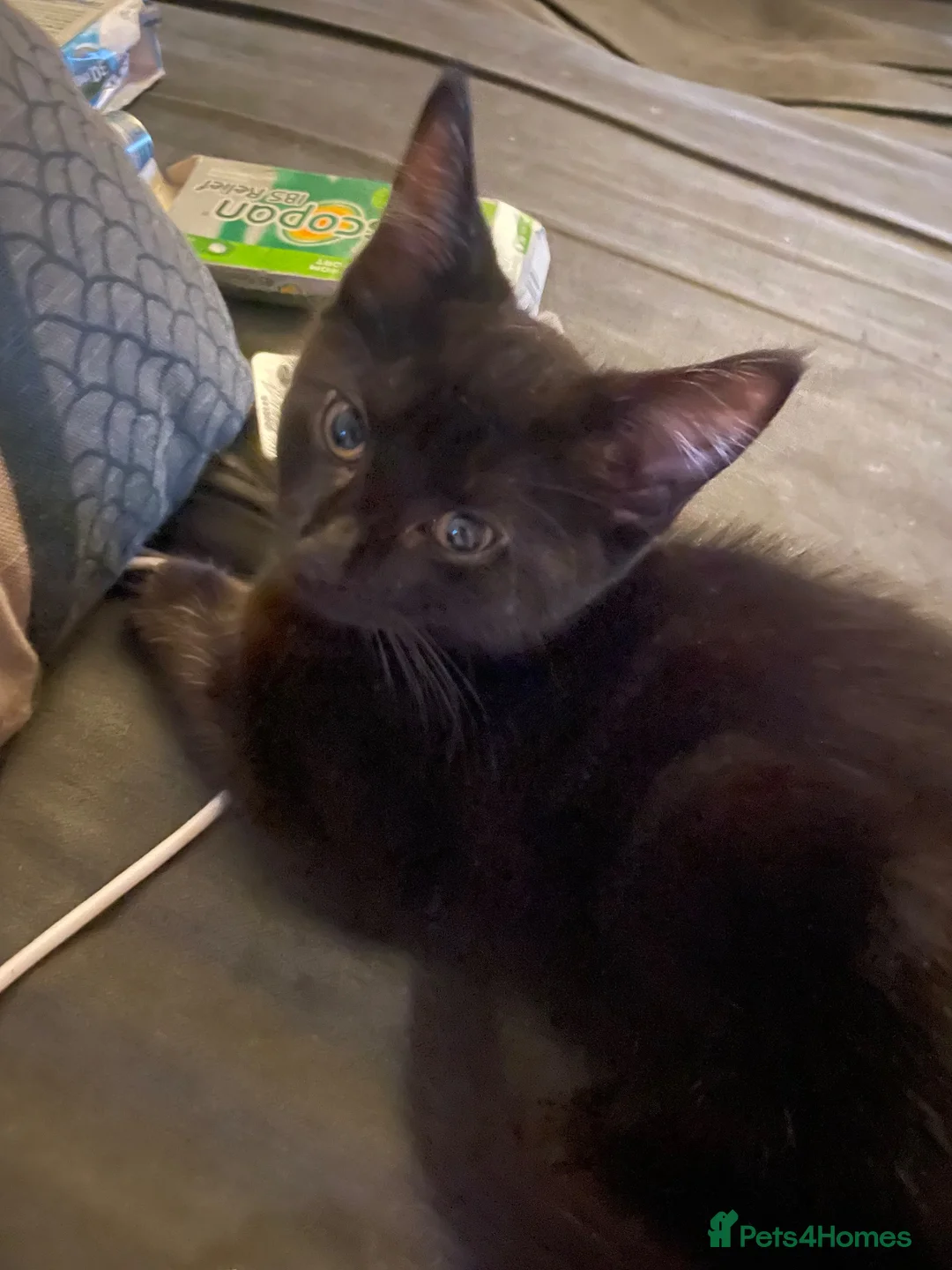 Mixed Breed cats for sale: 2 stunning kittens  - Advert 5