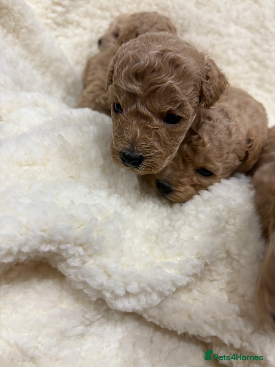 Yorkiepoo dogs for sale: F2b yorkipoo puppies - Advert 6