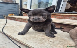 Mixed Breed dogs for sale: 2 boys left chow x frow - Image 3