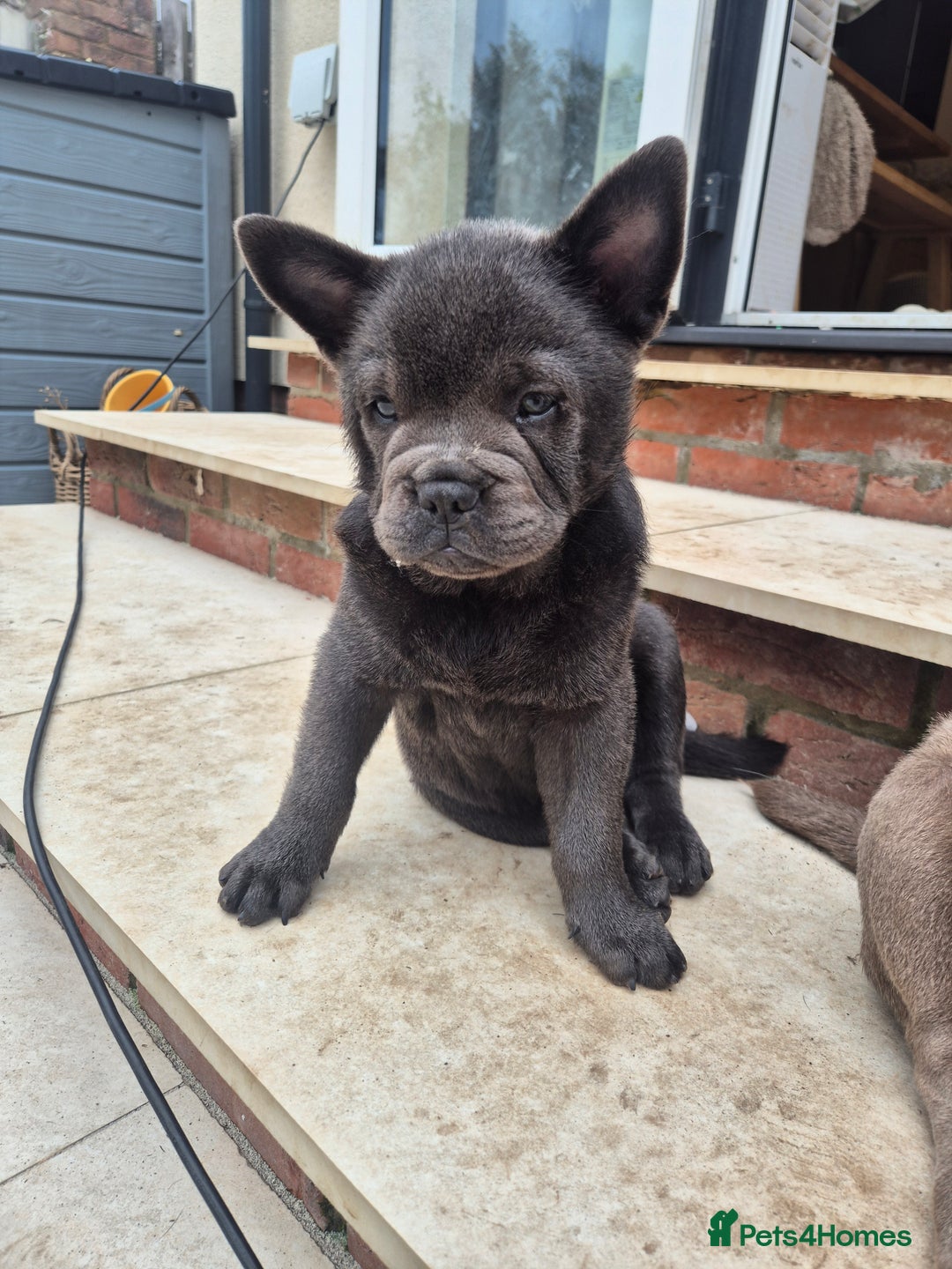 Mixed Breed dogs for sale: 2 boys left chow x frow - Image 3