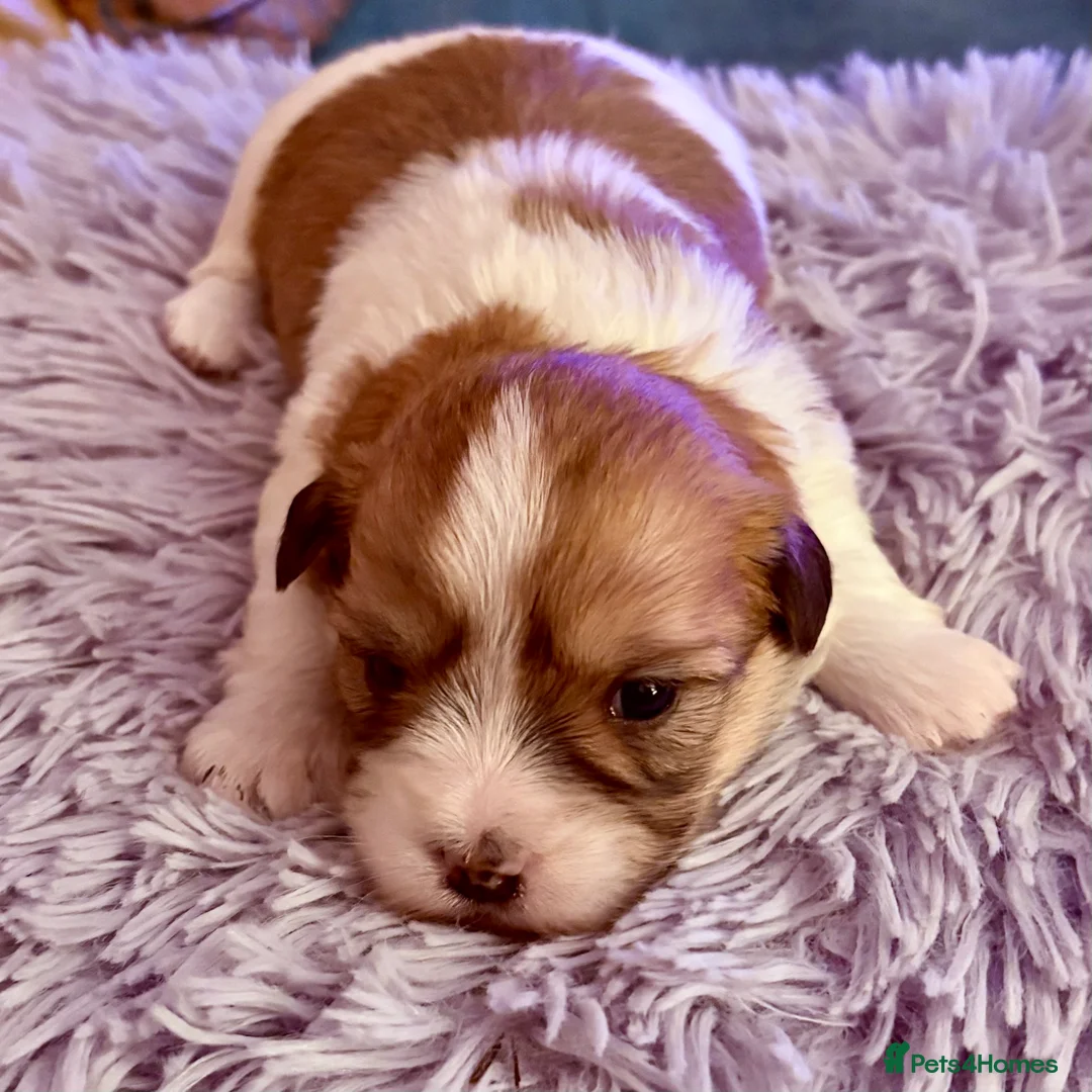 Coton De Tulear dogs for sale: K.C reg Coton de Tulear Puppies inc World Champion - Advert 6