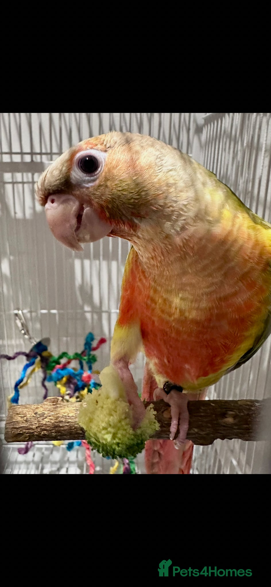Conures birds Green cheeked pineapple conure - Advert 4