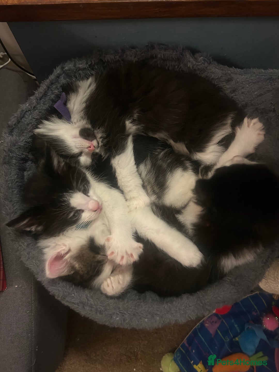 British Longhair cats for sale: Gorgeous Friendly Kittens - Advert 9