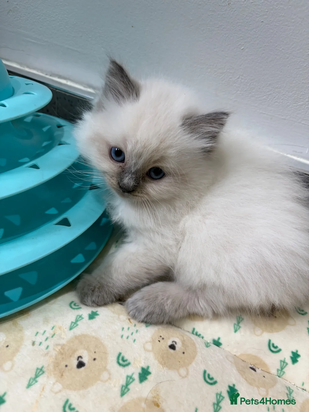 Ragdoll cats for sale: Beautiful Ragdoll Kittens - Advert 11