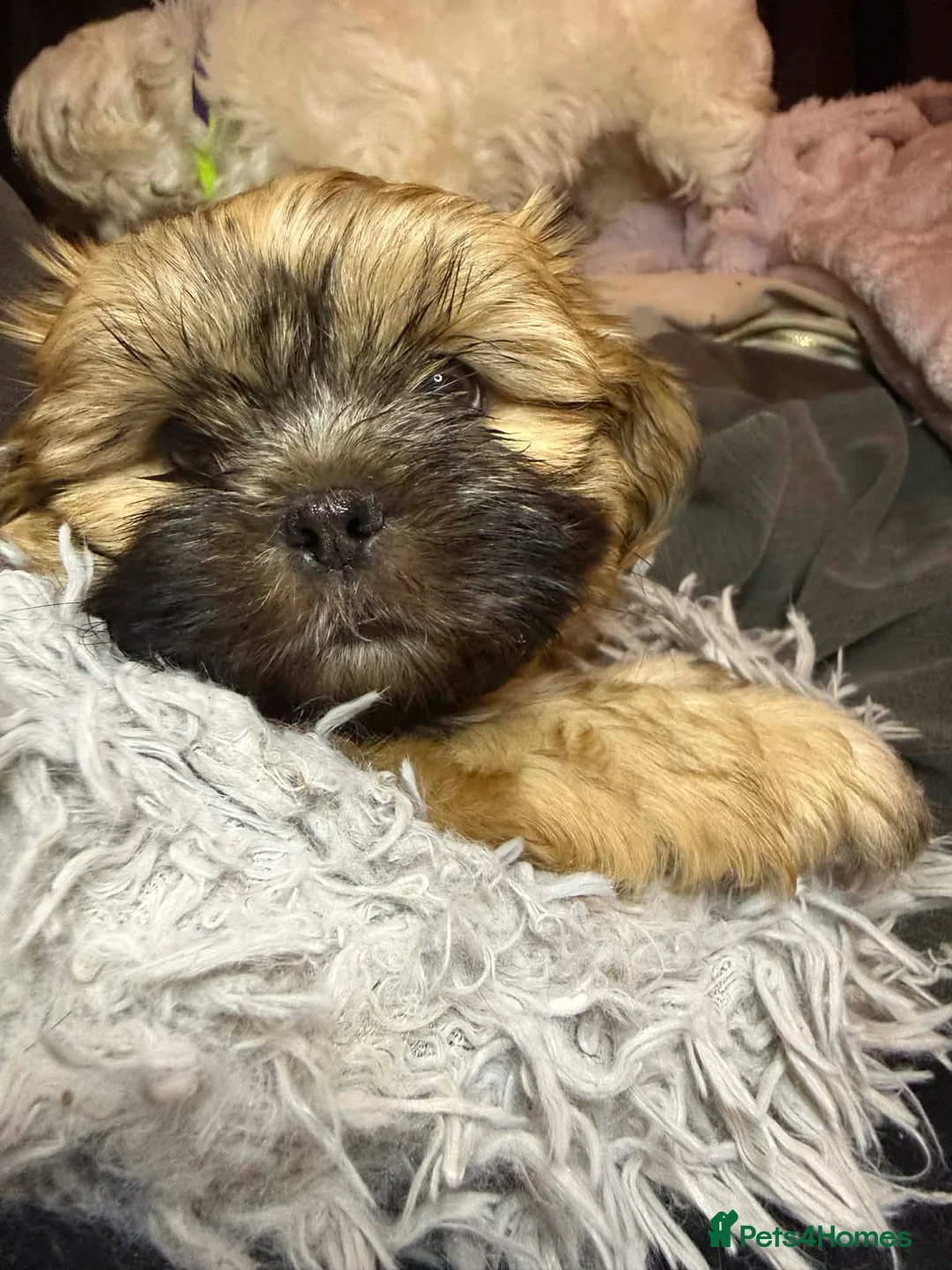 Shih Tzu dogs for sale: Shih Tzu puppies - pure! - Advert 7