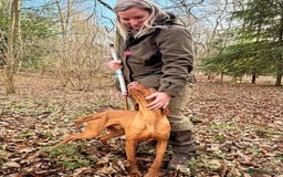 Hungarian Vizsla dogs for sale: Gamekeeper bred KC registered Crufts progeny - Image 24