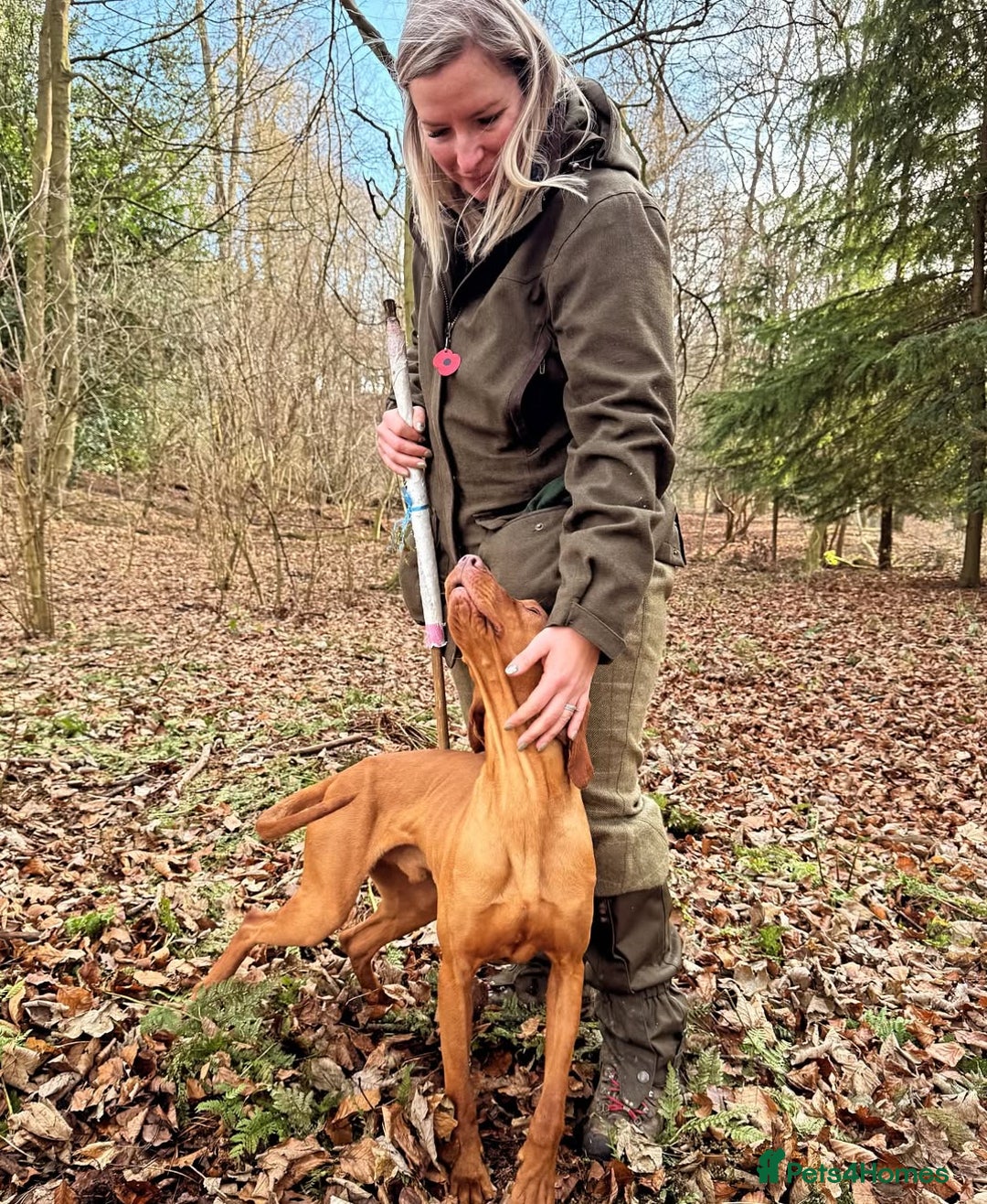 Hungarian Vizsla dogs for sale: Gamekeeper bred KC registered Crufts progeny - Image 24