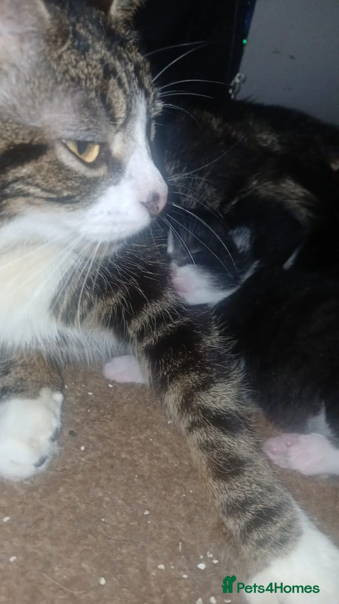 Mixed Breed cats for sale: Beautiful litter of 3 kittens - Advert 5