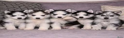 Siberian Husky dogs for sale: 3 Stunning Siberian Husky boys with blue eyes 😍 - Advert 6