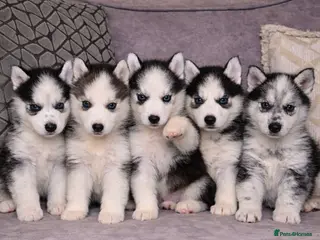 Siberian Husky dogs Stunning Siberian Husky puppies with blue eyes 😍 - Advert 2