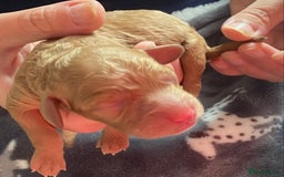 Cockapoo dogs for sale: Cockapoo puppies born 21/7/25 in Malvern - Image 6