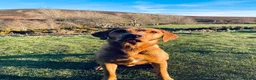Labrador Retriever dogs for sale: Labrador pups  in Inverurie - Advert 26