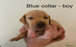 Mixed Breed dogs for sale: Pointer-vizsla-dor puppies - Image 2